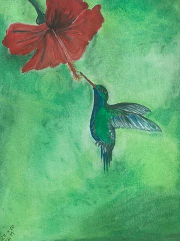 Gianni Hummingbird